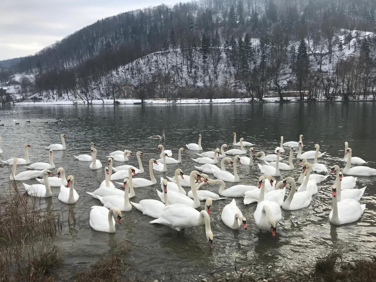 Vila Blanca Alexandru cel Bun Bagian luar foto